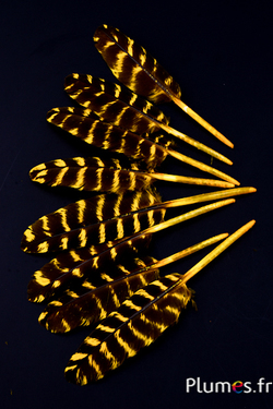 Plume d'aigle (imitation) - 10-15 cm tigré